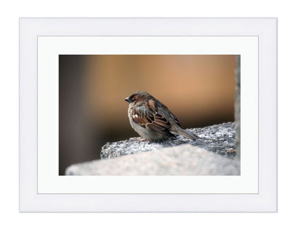 Sparrow Close Up Framed Mounted Print Picture - FP52 - Art Fever - Art Fever