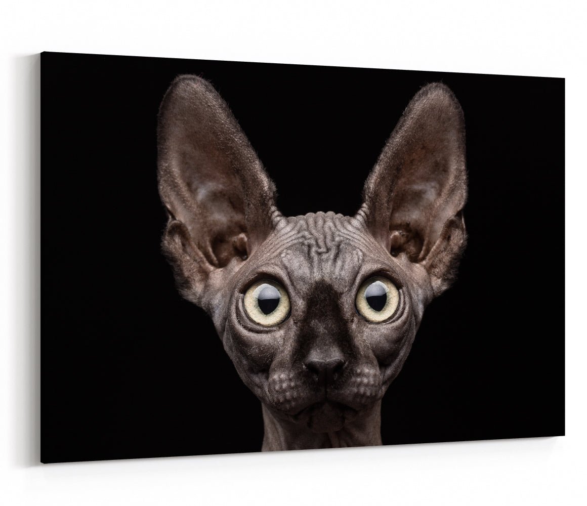 Sphynx Cat Canvas Print Wall Art - 1X41474 - Art Fever - Art Fever