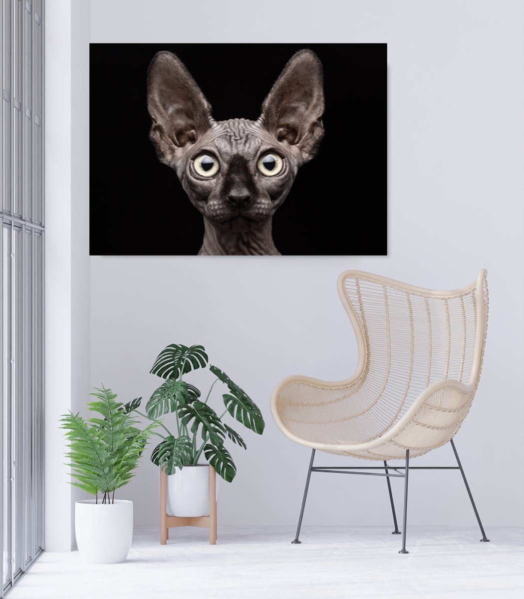 Sphynx Cat Canvas Print Wall Art - 1X41474 - Art Fever - Art Fever