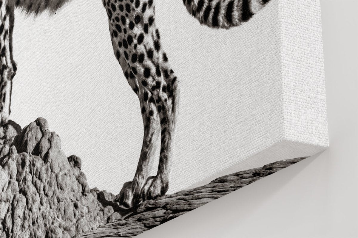 the hunter - African Cheetah Canvas Print Wall Art - 1X1290409 - Art Fever - Art Fever