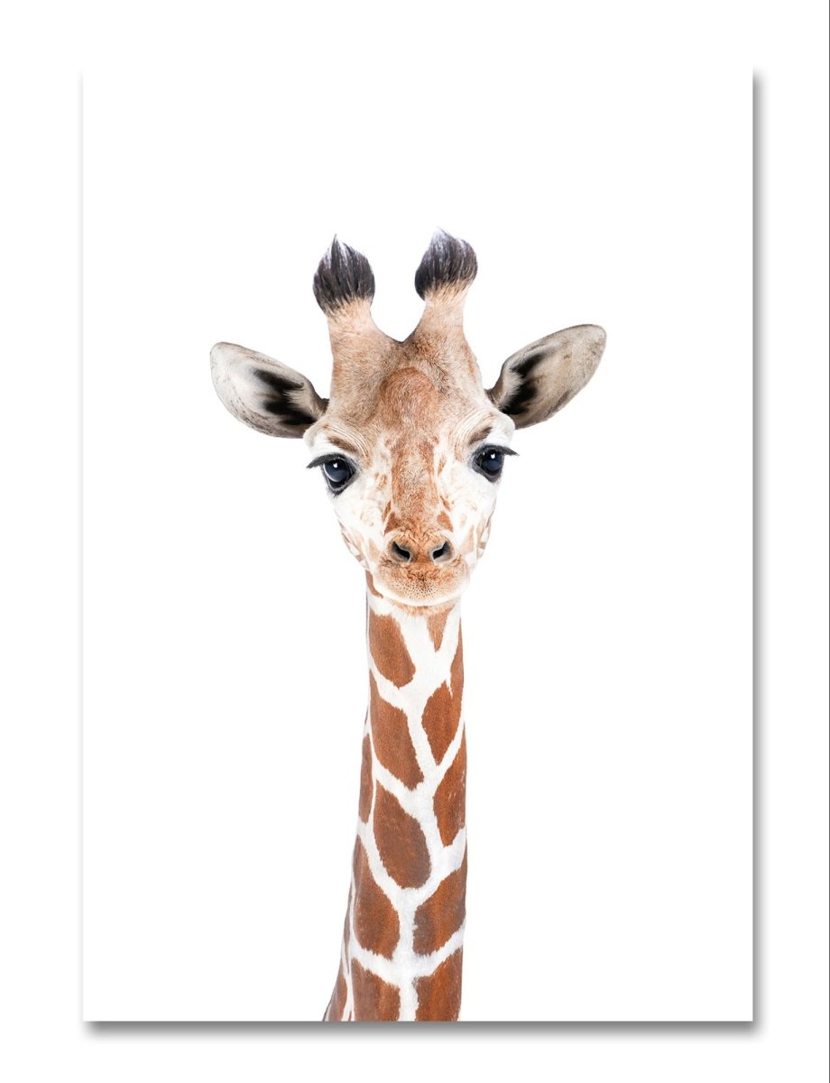 The Peeking Baby Giraffe 🦒 Canvas Print Picture Wall Art - 1X2402457 - Art Fever - Art Fever
