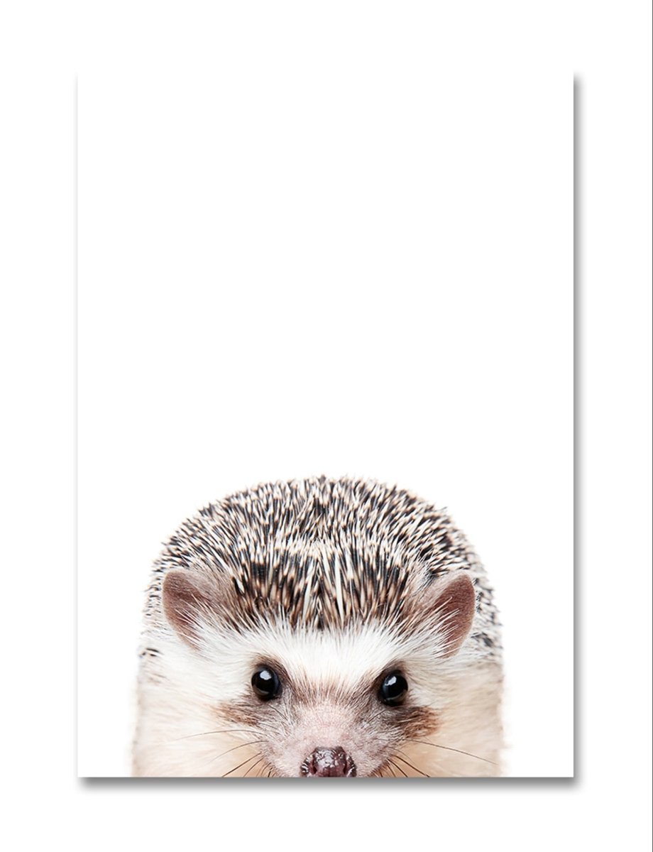 The Peeking Hedgehog Canvas Print Picture Wall Art - 1X2381973 - Art Fever - Art Fever