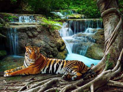 Tiger Lying Under Banyan tree next to jungle cascade Printed Picture Photo Roller Blind - RB712 - Art Fever - Art Fever
