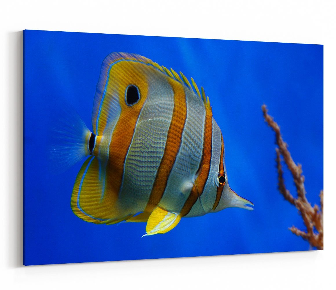 Tropical Butterfly fish Canvas Print Wall Art - 1X10119 - Art Fever - Art Fever