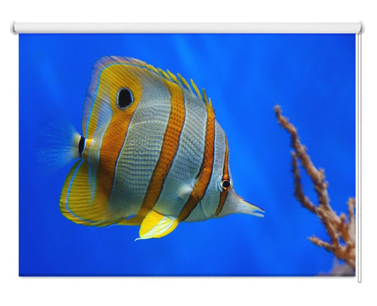 Tropical Butterflyfish Printed Picture Photo Roller Blind - 1X10119 - Art Fever - Art Fever