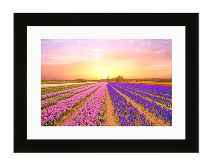 Tulip Fields In The Netherlands In Spring At Sunset Framed Mounted Print Picture - FP69 - Art Fever - Art Fever
