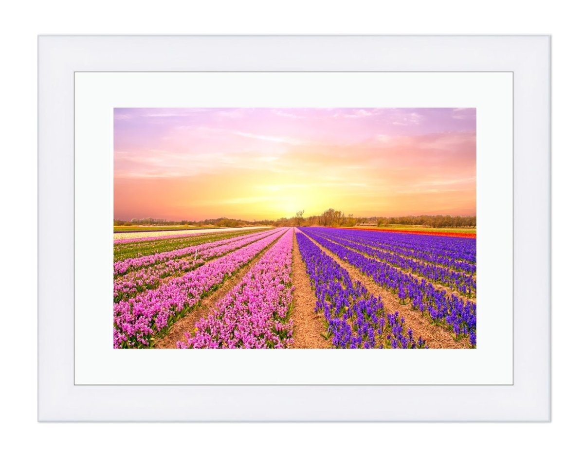 Tulip Fields In The Netherlands In Spring At Sunset Framed Mounted Print Picture - FP69 - Art Fever - Art Fever
