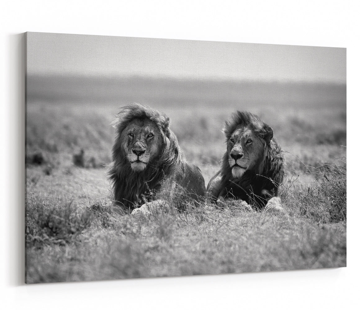 Two Kings Lions of Tanzania Canvas Print Wall Art - 1X1008647 - Art Fever - Art Fever