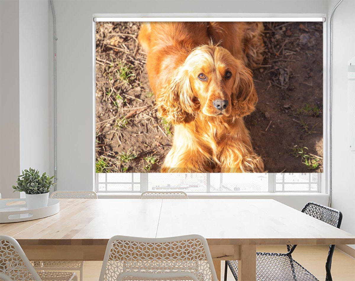 Printed roller store blinds